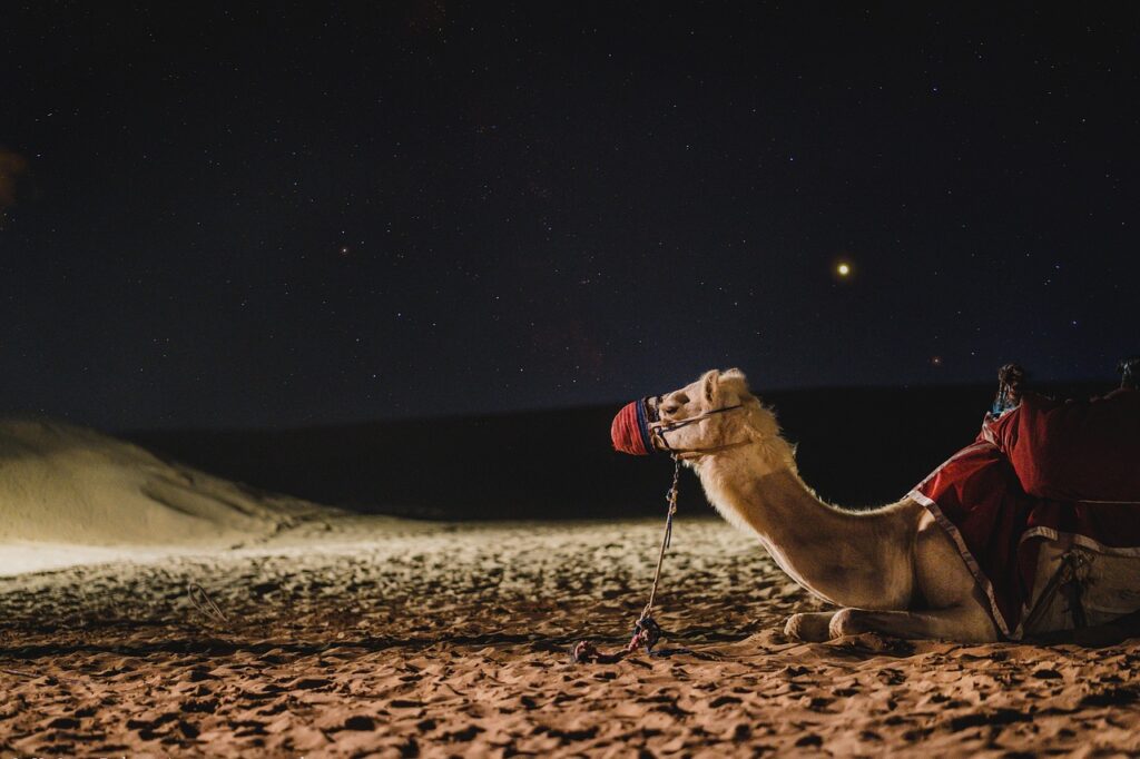 camel, galaxy, dubai-4948299.jpg