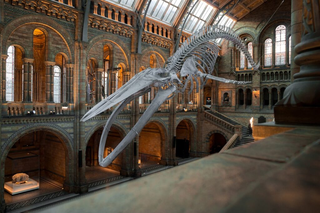 national history museum, blue whale skeleton, exhibition-4314035.jpg